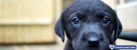 Black Puppy Dog Facebook Covers