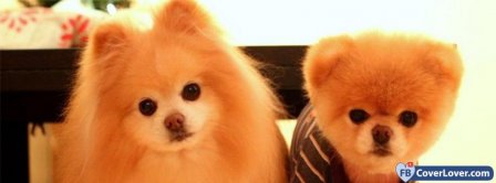 Buddy And Boo Dogs Facebook Covers