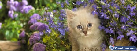 Cat And Flowers Facebook Covers