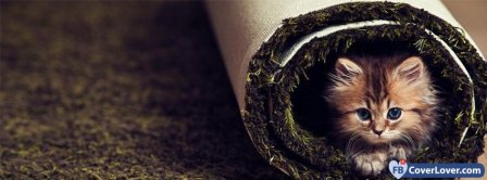 Cat In A Carpet Facebook Covers