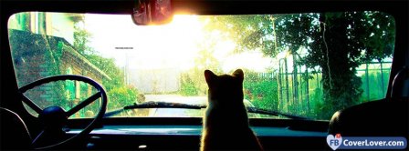 Cat In Car   Facebook Covers