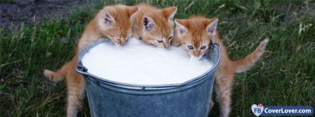 Cats Drinking Milk  Facebook Covers