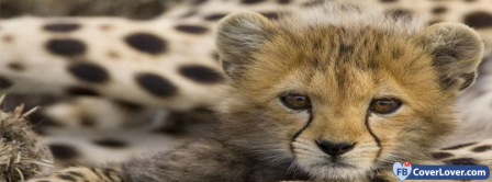 Cheetah Baby Facebook Covers