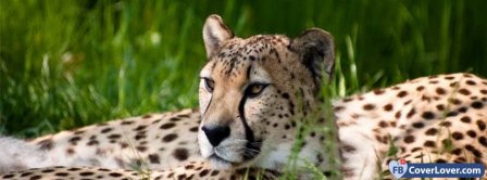 Cheetah In Grass Facebook Covers