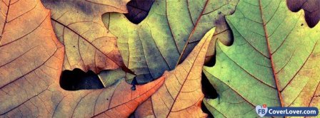 Colorful Leafs  Facebook Covers