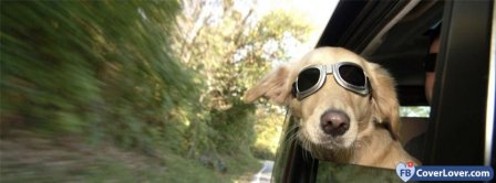 Cool Dog With Glasses  Facebook Covers