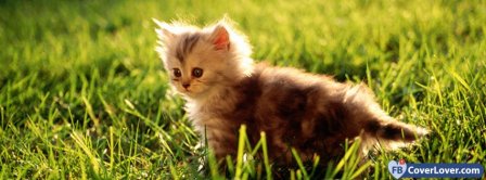 Cute Kitty 2  Facebook Covers