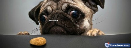 Dog Wants Cookie Facebook Covers