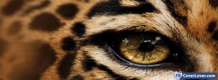 Eye Leopard   Facebook Covers