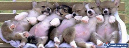 Five Cute Puppies  Facebook Covers