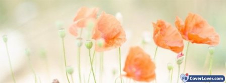 Flowers Poppies Facebook Covers