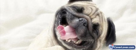 Funny Dog Smile  Facebook Covers