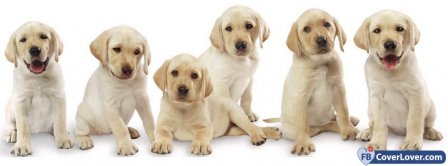 Golden Retriever Family  Facebook Covers