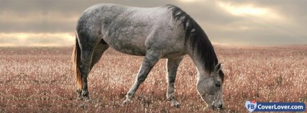Horse Facebook Covers