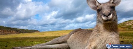 Kangaroo  Facebook Covers