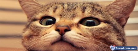 Curious Cat 2 Facebook Covers
