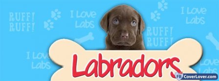 Labradors Leigh Pugh  Facebook Covers