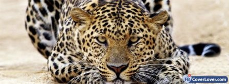 Amazing Leopard  Facebook Covers