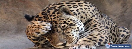 Leopard Upset  Facebook Covers