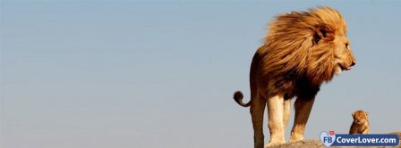 Lion Family Facebook Covers
