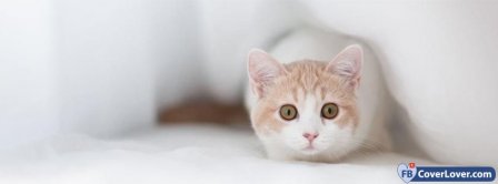 Lovely Kitty Facebook Covers