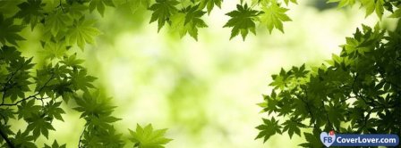 Maple Leaves Facebook Covers