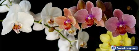 Multicolor Orchids Facebook Covers
