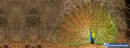 Peacock  Facebook Covers