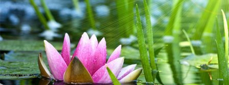 Pink Water Lily Flower Facebook Covers