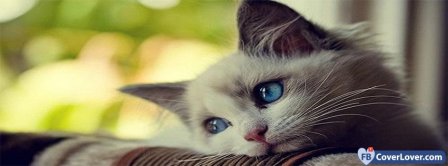 Sad Cat  Facebook Covers