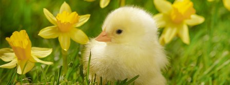 Spring Chick Facebook Covers