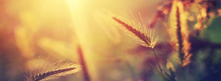 Summer Wheat Facebook Covers